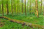 Beech tree (Fagus sylvatica) Forest with fallen tree and Ramson (Allium ursinum) in Spring, Hesse, Germany