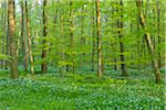 Beech tree (Fagus sylvatica) Forest with Ramson (Allium ursinum) in Spring, Hesse, Germany