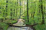 Beech tree (Fagus sylvatica) Forest with fallen tree and Brook in Spring, Hesse, Germany