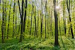 Beech tree (Fagus sylvatica) Forest with sun in Spring, Hesse, Germany