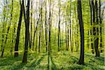 Beech tree (Fagus sylvatica) Forest in Spring, Hesse, Germany