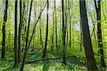 Beech tree (Fagus sylvatica) Forest in Spring, Hesse, Germany