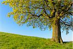 Close-up of Old Oak Tree on hill in Early Spring, Odenwald, Hesse, Germany