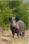 Close-up portrait of Wild boar (Sus scrofa) in Early Spring, Female, Spessart, Bavaria, Germany