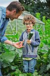 Father and son picking courgette on allotment