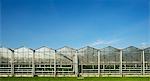 Panoramic view of row of greenhouses and blue sky