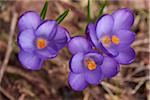 Spring Crocus or Giant Crocus (Crocus vernus) flowering in spring, Bavaria, Germany