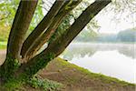 Tree by Lake in Early Spring, Park Schonbusch, Aschaffenburg, Lower Franconia, Bavaria, Germany