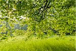 Branches of Beech Tree in Spring, Park Schonbusch, Aschaffenburg, Lower Franconia, Bavaria, Germany