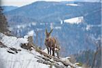 Alpine ibex (Capra ibex) in the Alps of Austria in winter, Styria, Austria