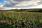 Corn Fields In Santa Barbara Do Sul, Rio Grande Do Sul, Brazil