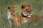 Lioness with GPS radio collar and cub at dusk, Ol Pejeta Conservancy; Kenya