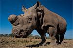 Great Northen White Rhino in special enclosure, Ol Pejeta Conservancy; Kenya