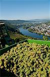 Grapes being harvested with a view of Mosel valley; Bernkastel-Kues, Rhineland-Palatinate, Germany