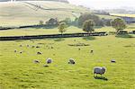 Sheep grazing in a field; Kingston Deverill, West Wiltshire, England
