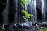 Green Leaves And Waterfall