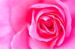 Pink Rose