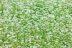 Buckwheat Field