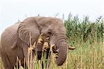 Portrait of grazing African Elephant in in Etosha national Park, Ombika, Kunene, Namibia. True wildlife photography