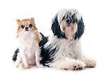 tibetan terrier and chihuahua in front of white background