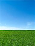 Green Field towards Blue sky