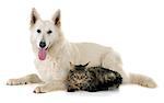 Purebred White Swiss Shepherd and maine coon cat in front of white background