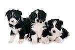 puppies  australian shepherd  in front of white background