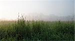 Panoramic shot of the grass early in the morning in the fog. Shallow depth of field. Focus on foreground.