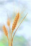 Yellow grain ready for harvest