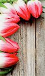 Corner of Seven Spring Magenta Tulips with Water Drops closeup on Rustic Wooden background