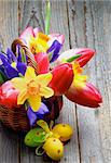 Bunch of Yellow Daffodils, Magenta Tulips, Purple Irises in Wicker Basket with Colored Easter Eggs closeup on Rustic Wooden background