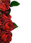 Border of Beautiful Red Roses with Leaves and Water Droplets isolated on white background