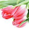 Three Spring Magenta Tulips with Leafs and Water Drops isolated on white background