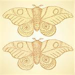 Sketch moth incect in vintage style, vector