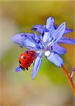 violets flowers blooming on field and ladybug