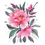 Watercolor  flowers isolated on a white background. Pink peony.  Vector illustration.