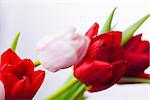 Bunch of tulips on white background