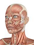 3D render of a female face with detailed muscle map