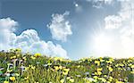 3D render of a landscape of buttercups and daisies against a sunny blue sky