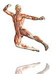3D render of a male figure in kick boxing pose with detailed muscle map
