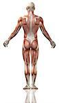 3D render of the rear view of a medical man with detailed muscle map