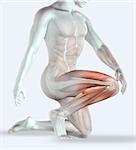 3D render of a male figure holding his knee in pain with muscle map