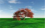 3D render of a maple tree in a grassy landscape