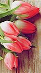 Heap of Spring Magenta Tulips with Water Drops closeup on Rustic Wooden background. Retro Styled