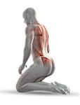 3D render of a male medical figure with partial muscle map in kneeling position