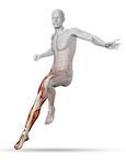 3D male medical figure with partial muscle map landing from a jump