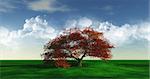 3D render of a maple tree in a grassy landscape