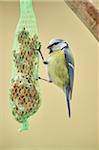 Close-up of Eurasian Blue Tit (Cyanistes caeruleus) in Early Spring, Styria, Austria