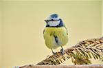 Close-up of Eurasian Blue Tit (Cyanistes caeruleus) in Early Spring, Styria, Austria