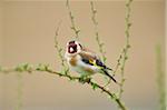 Close-up of European Goldfinch (Carduelis carduelis) in Early Spring, Styria, Austria